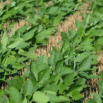 Property photo for land for sale in Osage County Kansas