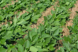 Property photo for land for sale in Osage County Kansas