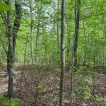 Property photo for land for sale in Mecklenburg County Virginia