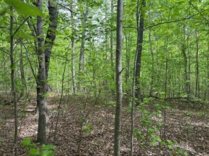 Property photo for land for sale in Mecklenburg County Virginia