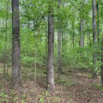 Property photo for land for sale in Mecklenburg County Virginia