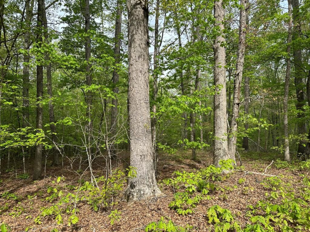 Property photo for land for sale in Mecklenburg County Virginia