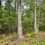 Property photo for land for sale in Mecklenburg County Virginia
