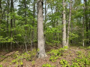 Property photo for land for sale in Mecklenburg County Virginia