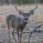 Property photo for land for sale in Pushmataha County Oklahoma