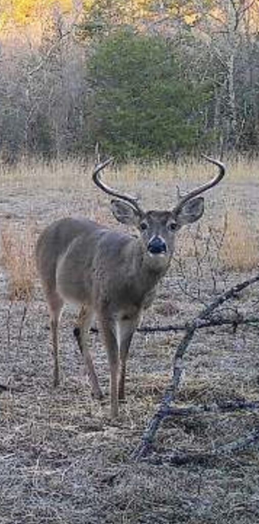 Property photo for land for sale in Pushmataha County Oklahoma