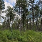 Property photo for land for sale in Amite County Mississippi
