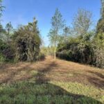 Property photo for land for sale in Geneva County Alabama