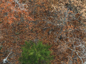 Property photo for land for sale in Jasper County Missouri