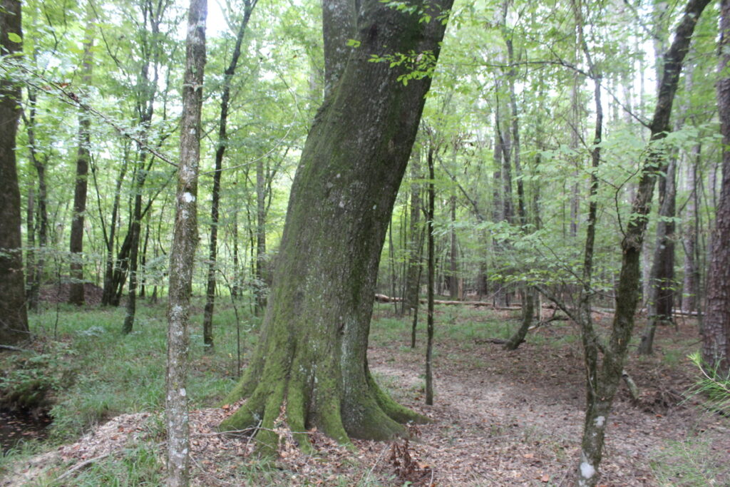 Property photo for land for sale in Lincoln County Mississippi