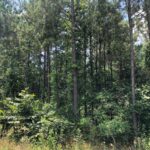 Property photo for land for sale in Cass County Texas