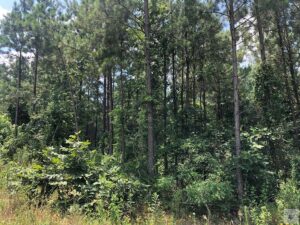 Property photo for land for sale in Cass County Texas