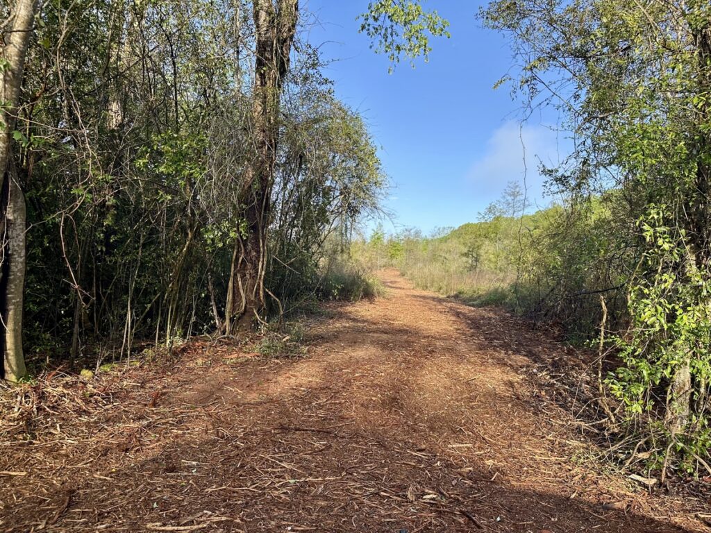 Property photo for land for sale in Geneva County Alabama