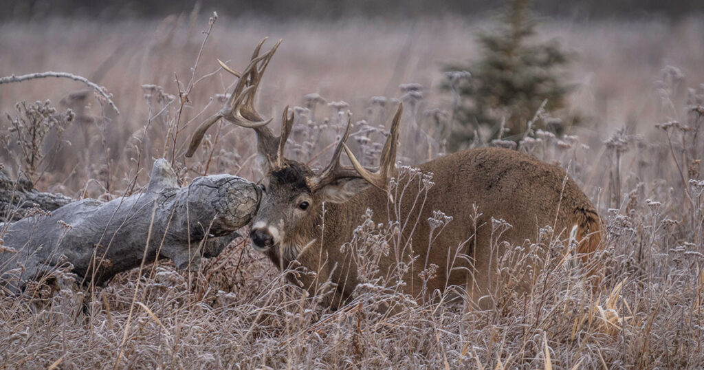 AI Technology in Deer Hunting