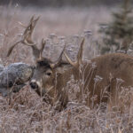 AI Technology in Deer Hunting