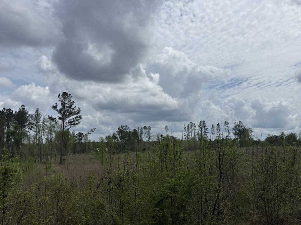 Property photo for land for sale in Wilcox County Alabama