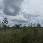 Property photo for land for sale in Wilcox County Alabama