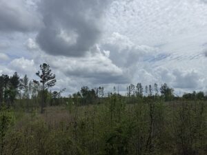 Property photo for land for sale in Wilcox County Alabama