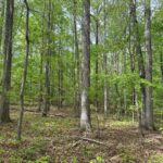 Property photo for land for sale in Mecklenburg County Virginia