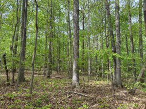Property photo for land for sale in Mecklenburg County Virginia