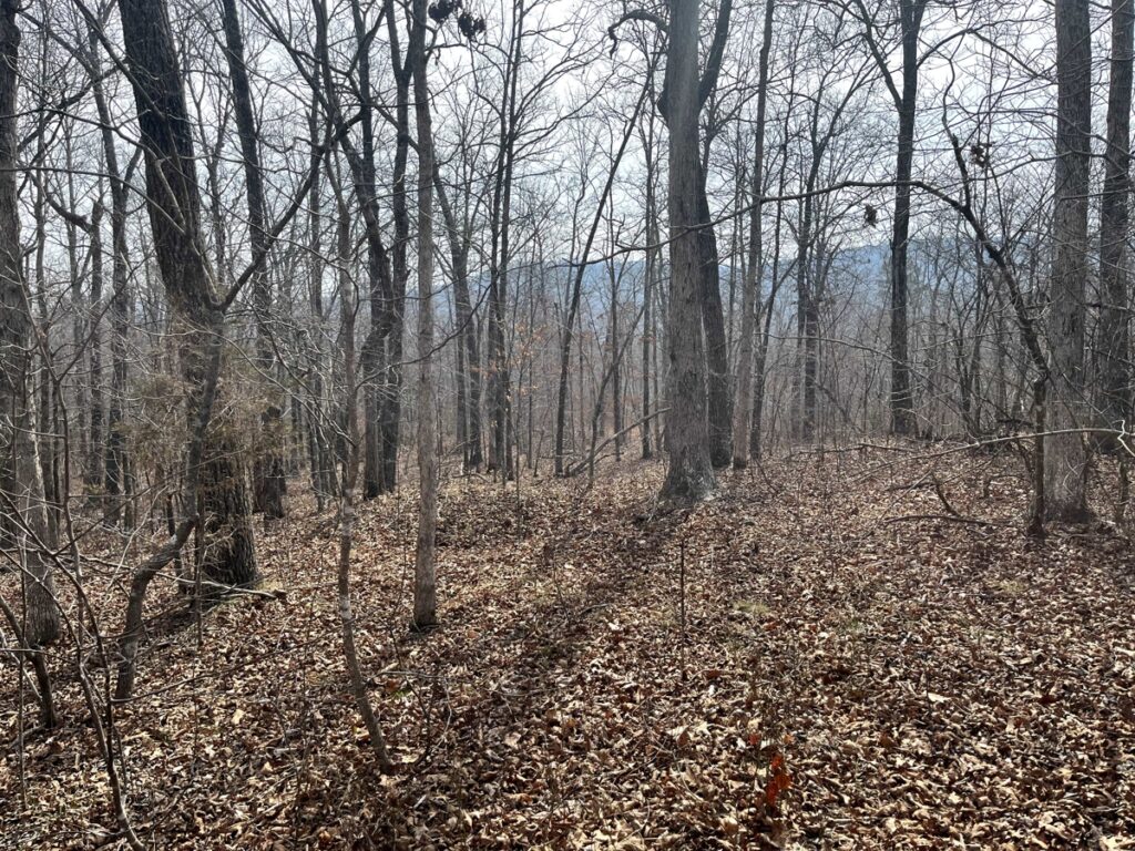 Property photo for land for sale in Searcy County Arkansas