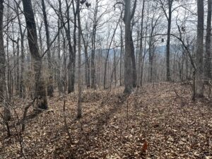 Property photo for land for sale in Searcy County Arkansas