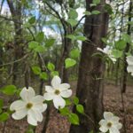 Property photo for land for sale in Pushmataha County Oklahoma