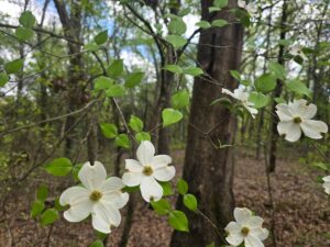 Property photo for land for sale in Pushmataha County Oklahoma