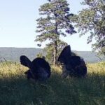 Property photo for land for sale in Pushmataha County Oklahoma