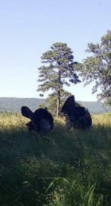 Property photo for land for sale in Pushmataha County Oklahoma