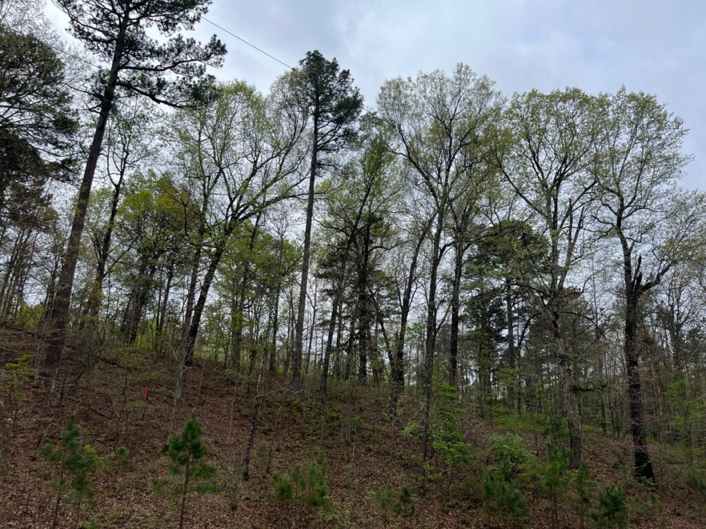 Property photo for land for sale in Delaware County Oklahoma
