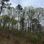 Property photo for land for sale in Delaware County Oklahoma