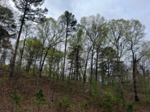Property photo for land for sale in Delaware County Oklahoma