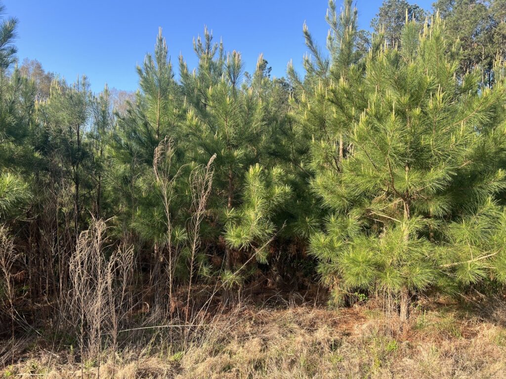 Property photo for land for sale in Webster County Louisiana