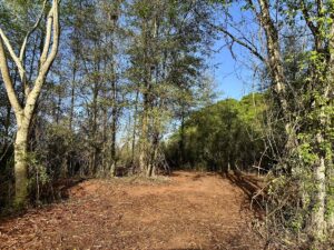 Property photo for land for sale in Geneva County Alabama