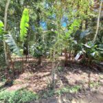 Property photo for land for sale in  County Panama