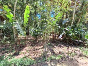 Property photo for land for sale in  County Panama