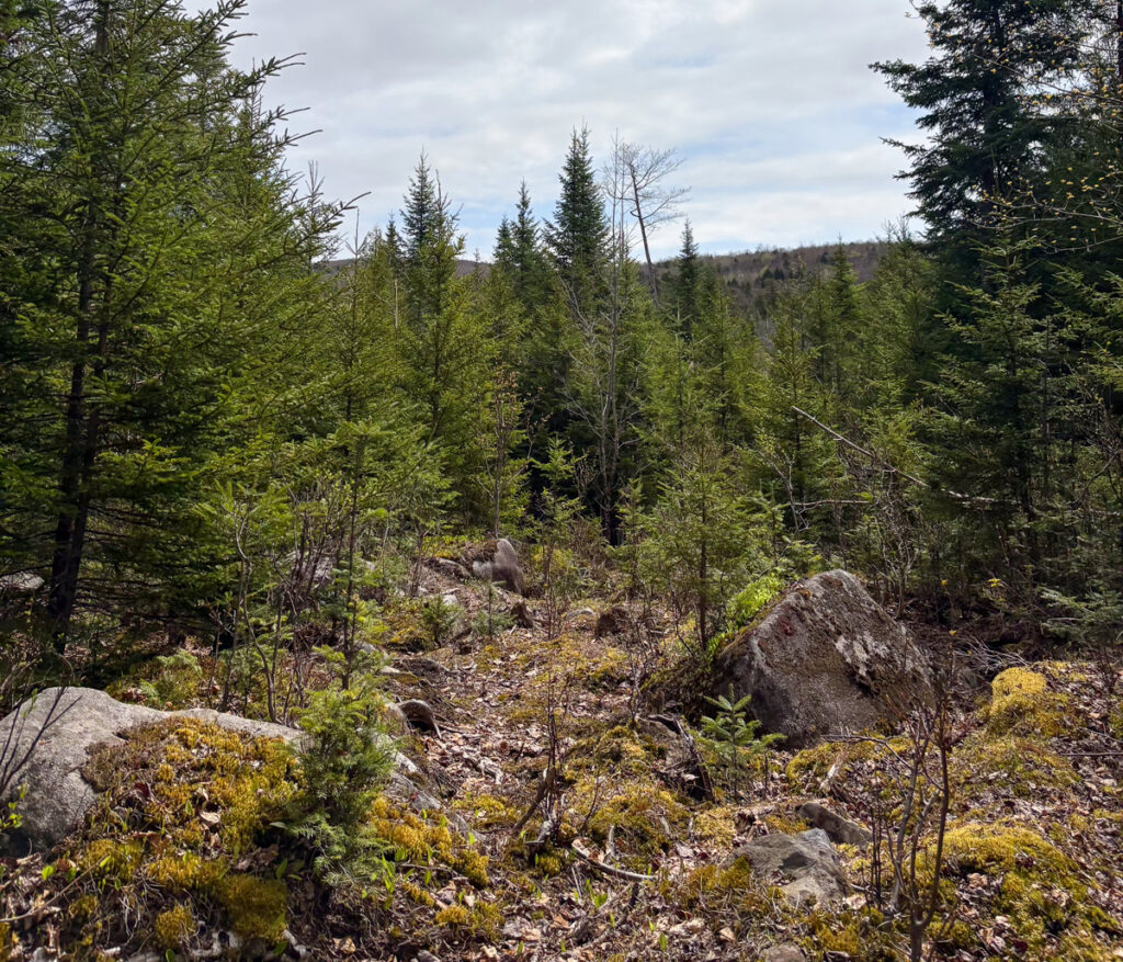 Property photo for land for sale in Aroostook County Maine