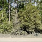 Property photo for land for sale in Suwannee County Florida