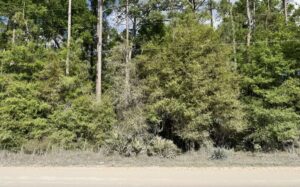 Property photo for land for sale in Suwannee County Florida