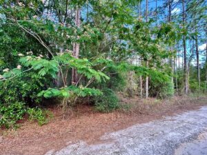 Property photo for land for sale in Levy County Florida