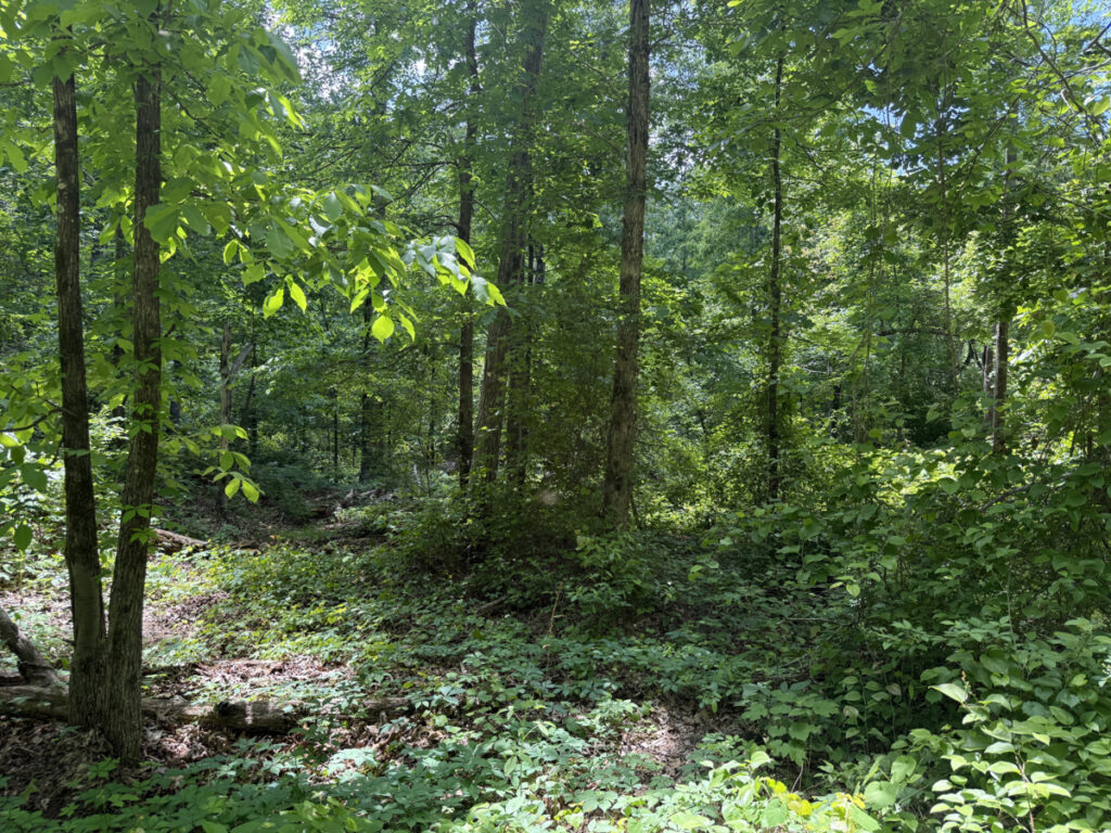 13ac287b-d719-47d7-95a8-8bf61378f412.jpg
