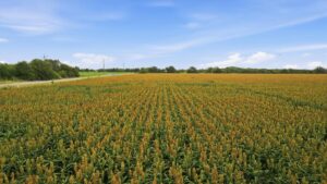 Property photo for land for sale in San Patricio County Texas