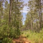 Property photo for land for sale in Amite County Mississippi
