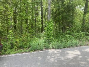 Property photo for land for sale in Izard County Arkansas