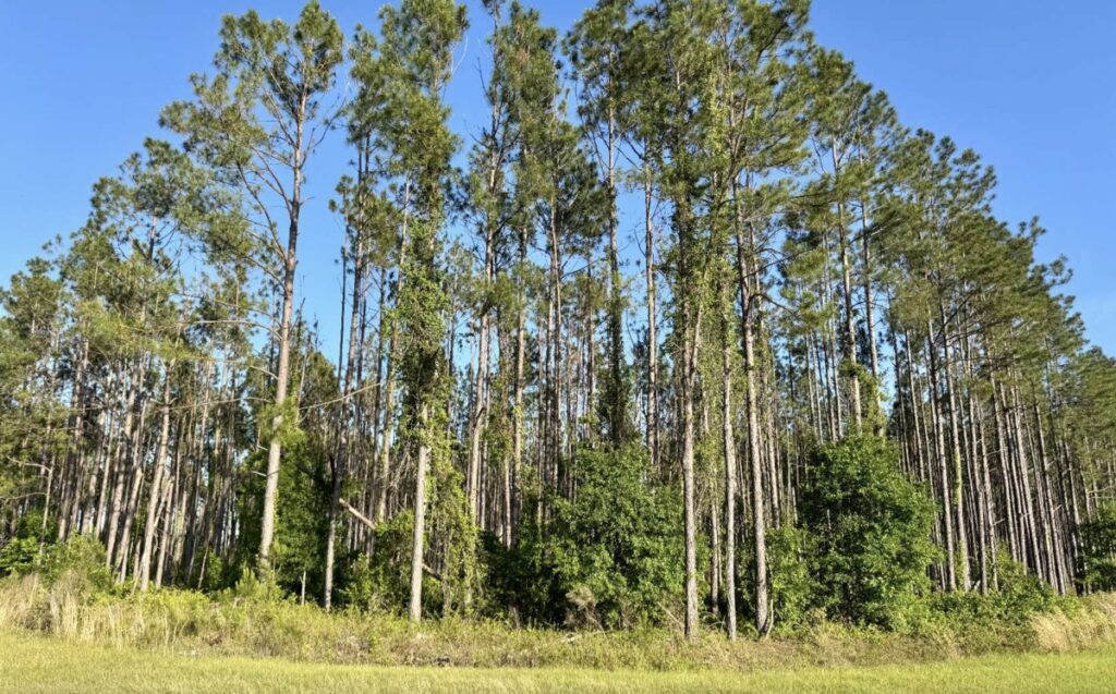 Property photo for land for sale in Hamilton County Florida