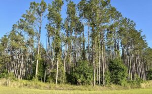Property photo for land for sale in Hamilton County Florida