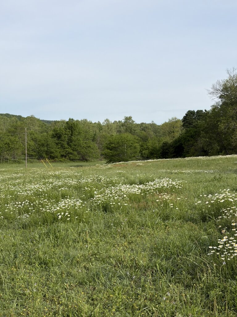 Property photo for land for sale in Delaware County Oklahoma
