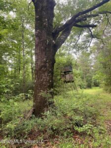 Property photo for land for sale in Amite County Mississippi