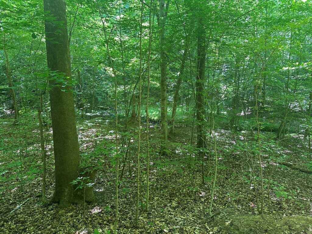 44618b30-5825-4677-93a6-86381c62831c.jpg